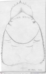 Historische Skizze/Zeichnung von Ambulocapsa sentosa (Robins, Feldmann & Schweitzer, 2013) (NHMW-AFW-GEO-BACHMAYER-FOTO-1990-0041-1951)